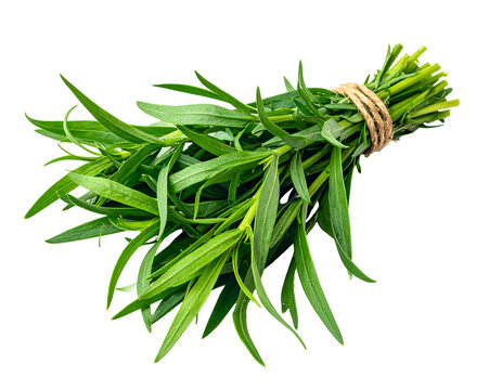 Fresh green tarragon herb bundle isolated on white background.