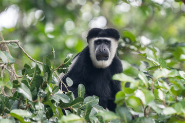 Obraz premium Close-up of a Western Mantled Guereza (Colobus guereza) showing its striking black and white fur and long beard.