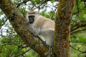 Obraz premium Close-up portrait of a Vervet Monkey (Chlorocebus pygerythrus) perched in a tree with an intelligent expression.