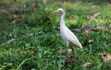 A white bird is walking through the grass