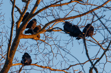 Fototapeta premium A group of birds are sitting on a tree branch