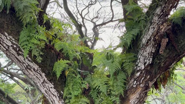 Lush Green Ferns Growing on a Tropical Forest Tree Trunk
