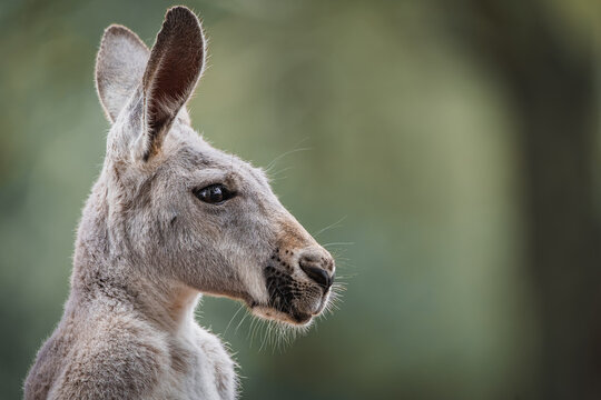 Grey kangaroo portrait against soft green background.