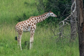 Obraz premium Nubian giraffe (Giraffa camelopardalis camelopardalis) in the plains.