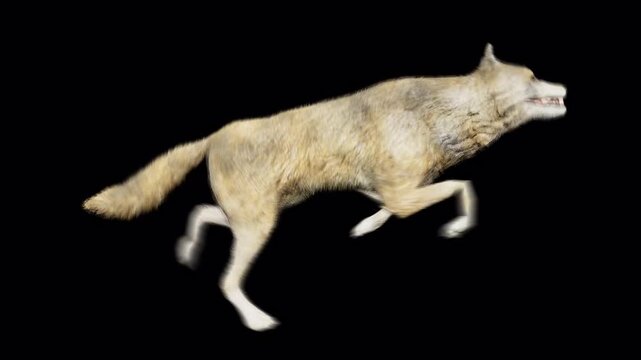 A realistic 3D rendered animation of a grey wolf running at a fast pace, showcasing its powerful stride and fur texture, isolated. isolated on Transparent Background
