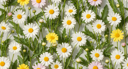 Fototapeta premium A field of white and yellow daisies with green leaves