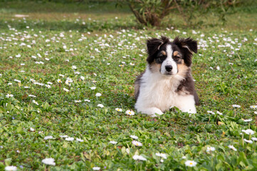 Australian shepherd puppy outdoors on meadow