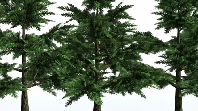 Three pine trees with green needles on a white background isolated on white background