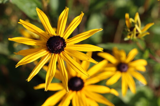 Rudbeckia hirta or black eyed susan in a garden 