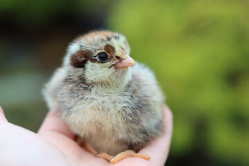 Small baby hen chick being carefully held in a hand © Francesca Leslie