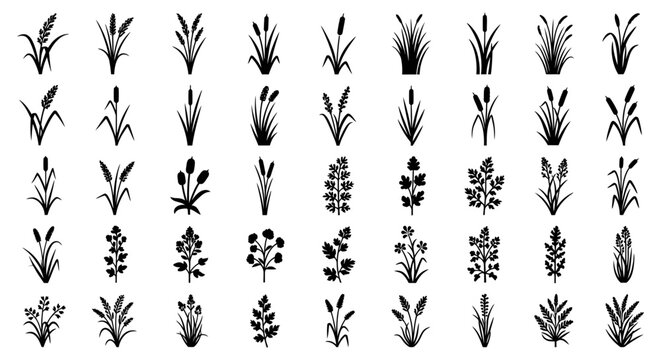 diverse collection of plant silhouettes featuring various grass grain and reed species isolated on white for nature and farm design.