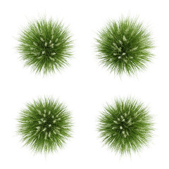 Five vibrant fescue ornamental grass clumps, aerial view, spiky green blades, clear contours, isolated against a transparent studio background with copy space. Concept for landscape design and