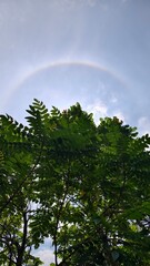 Fototapeta premium A serene sky with a subtle halo above lush green foliage viewed from below