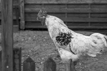 Black and white portrait of a rooster: Proud cockerel in profile behind a wire fence © Karina