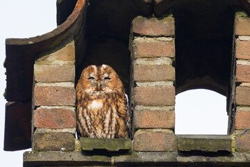 The tawny owl a beautiful brown owl in nature.
