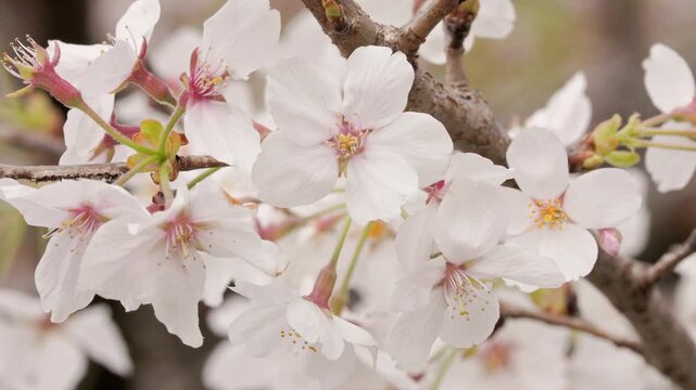 Close-up of Blooming Yoshino Cherry Blossoms, a Symbol of Spring in Japan, Swaying in the Breeze  |  Tokyo, Japan