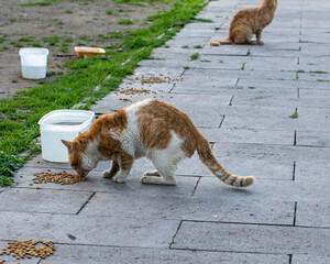 White and orange colored cat is being fed.