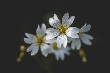 Delikatne białe kwiaty na ciemnym tle. Elegancka makrofotografia roślinna, subtelne oświetlenie i minimalistyczna kompozycja. Piękno natury w artystycznym, nastrojowym wydaniu. © Henryk Niestrój