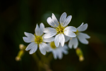 Delikatne białe kwiaty rogownicy na ciemnym, rozmytym tle. Kontrastowa makrofotografia ukazująca subtelność płatków i świeżość wiosennej flory w minimalistycznym wydaniu. © Henryk Niestrój