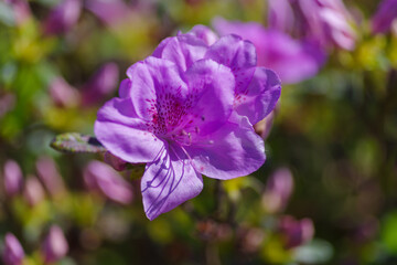 Zbliżenie na fioletowy kwiat azalii w pełnym rozkwicie. Jasna, słoneczna fotografia ogrodowa ukazująca bogactwo kolorów i teksturę płatków na tle zieleni. © Henryk Niestrój