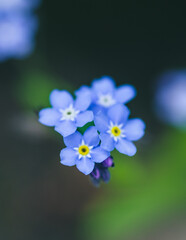 Makrofotografia błękitnych niezapominajek na miękkim, rozmytym tle. Delikatne kwiaty wiosenne symbolizujące pamięć i naturę. Estetyczne ujęcie pełne spokoju i świeżości. © Henryk Niestrój