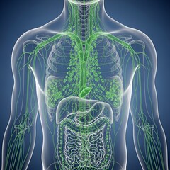 Human Lymphatic System Anatomy - Detailed 3D Illustration of Lymph Nodes and Vessels in the Torso.
