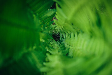 Artystyczne zbliżenie na serce paproci tworzące zielony tunel. Makrofotografia z płytką głębią ostrości, ukazująca naturalną geometrię, symetrię i świeżość leśnej roślinności. © Henryk Niestrój