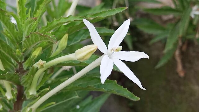 Star of Bethlehem (Hippobroma Longiflora). This wild plant grows in damp, open areas such as rice paddy embankments and around fences. It has single, lanceolate leaves and white, star-shaped flowers.