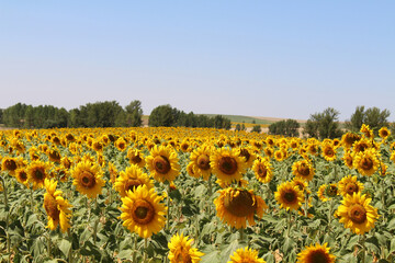 Obraz premium Sunflower field in Meseta plains in July 2024