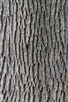 Close up of ancient ash tree bark