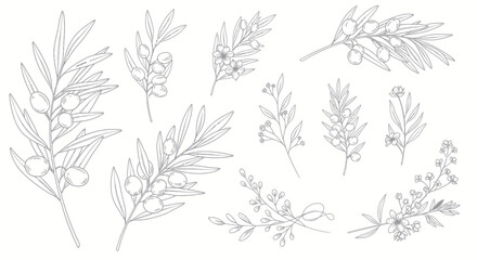 Botanical Line Art: Olive Branches and Delicate Floral Sprigs © Deni