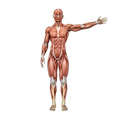 Human Anatomy Muscular System Full Body View Isolated on White Background.
