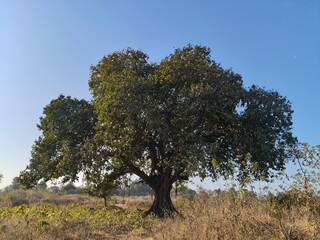Giant banyan tree. Tree of Life, Amazing Banyan Tree. A banyan, also spelled"banian''is a fig that begins its life as an epiphyte a plant that grows on another plant.Indian banyan, which is the nation