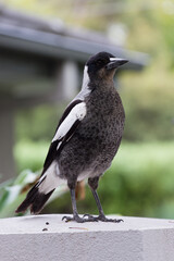 Obraz premium Juvenile Australian magpie standing upright while perched atop a rendered wall, with a suburban home and garden in the background