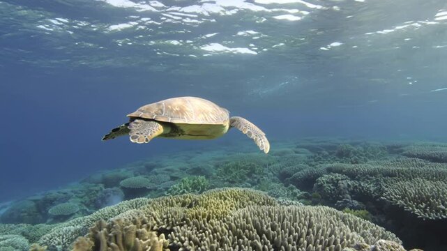 Green Sea Turtle Swimming Gracefully Over Coral Reef in Clear Blue Ocean Waters.