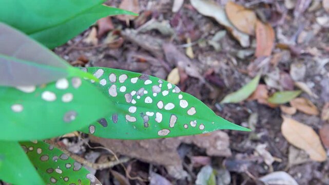 Tropical forest plant pathology. Fungal and bacterial leaf spots. Penang Island, Malacca. Sounds of tropical jungle cicadas ringing