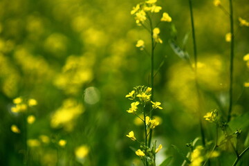 Fototapeta premium Close up of vibrant yellow mustard flowers blooming in a lush green field