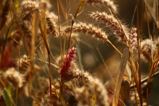 Vibrant pink Deenanath grass (Cenchrus pedicellatus) flower clusters in warm natural sunlight