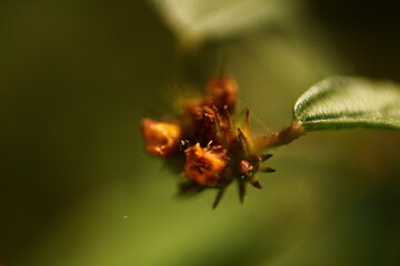 A detailed macro view of a single orange Sidaguri flower, Sida rhombifolia, nearing full bloom in a rural garden.