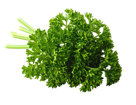 Fresh green parsley bunch isolated on a white background.