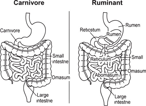 Comparison of digestive systems: simplified line art illustration of a carnivore stomach and intestines versus a ruminant's four-chambered stomach. , Generative Ai