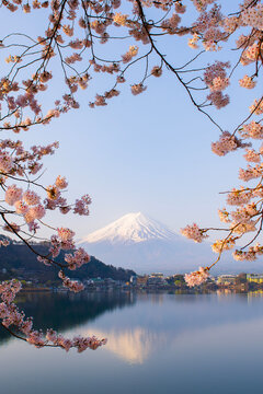 Fuji Mountain and Pink Sakura Branches at Kawaguchiko Lake in Spring, Japan