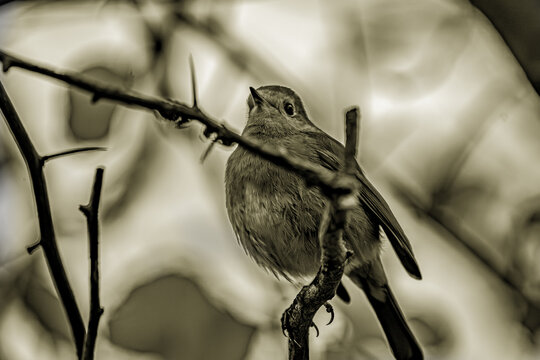 Ein kleiner Vogel sitzt im Ge&auml;st wie ein Gedanke, der noch nicht ausgesprochen wurde. Das Licht wirkt weich und vergangen, fast wie eine Erinnerung in Sepia. Zwischen kahlen Zweigen und stiller Luft r