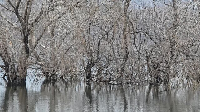 한국,겨울강,강,나무,Korea, Winter River, River, Tree