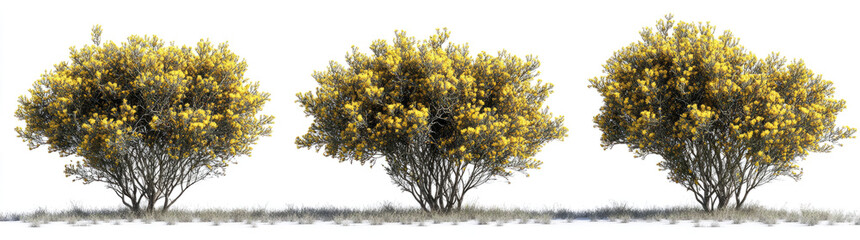 Fototapeta premium yellow blooming acacia trees on a transparent background, 