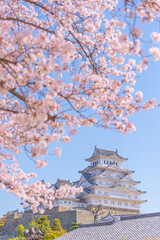 Japan - April3, 2023 : Himeji Castle with Pink Sakura Branches blooming in Spring, Himeji castle is one of most famous destination for Sakura sightseeing in Spring of Japan, Himeji, Hyogo Prefecture