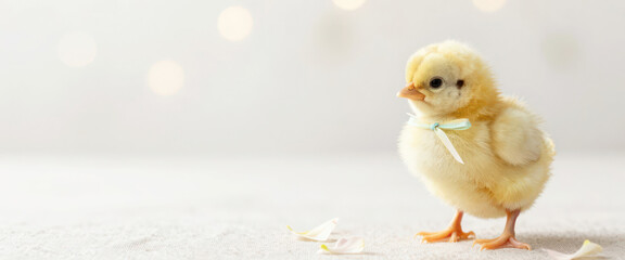 Yellow fluffy chick with blue ribbon on white background. Easter holiday animal for spring greeting card and celebration design.