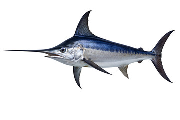 Fototapeta premium Blue Marlin Billfish Isolated on White Background – Ocean Game Fish Seafood Concept