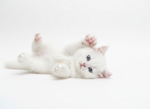 Adorable white kitten lying on back with paws up, looking playful