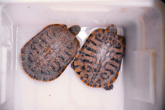 A group of small turtles stacked tightly together